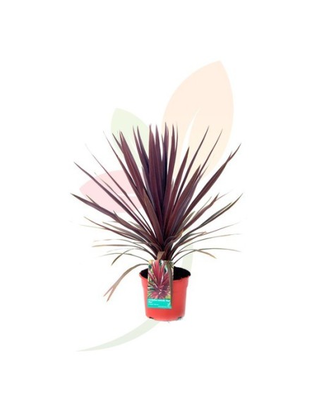 CORDYLINE MIX C-5L ROJA