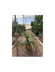 CORDYLINE AUSTRALIS PEKO C-5L