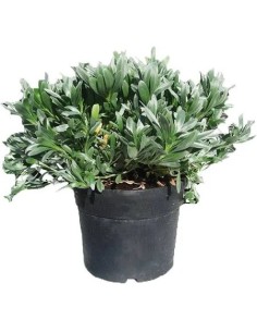 CONVOLVULUS CNEORUM C-5L