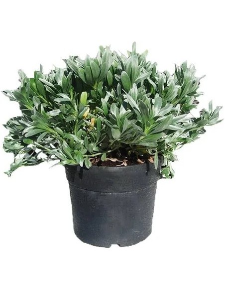 CONVOLVULUS CNEORUM C-5L