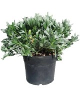 CONVOLVULUS CNEORUM C-5L