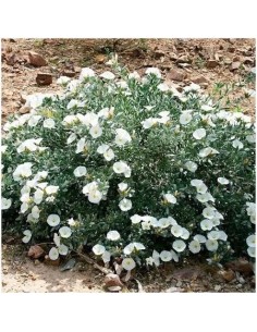 CONVOLVULUS CNEORUM C-5L 2