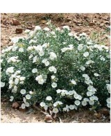 CONVOLVULUS CNEORUM C-5L