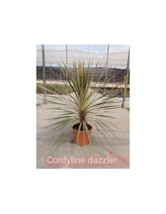 CORDYLINE AUSTRALIS  DAZZLER  C-10L