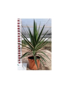 YUCCA PUCK COPA C-20L