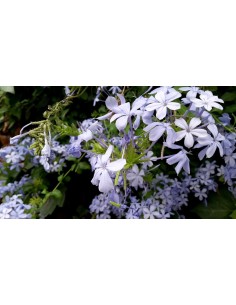 Plumbago Pirámide  Planta Trepadora Azul para Jardines y Terrazas | Endanea Garden

