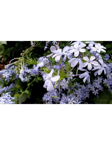 Plumbago Pirámide  Planta Trepadora Azul para Jardines y Terrazas | Endanea Garden

