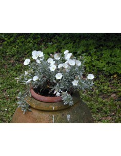 Convolvulus 1.6L | Planta Rastrera con Flores Blancas y Azules para Jardín