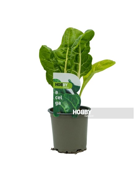 ACELGA  PACK 1