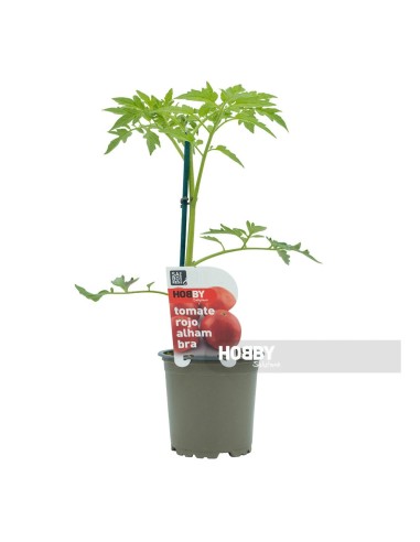 TOMATE ROJO ALHAMBRA PACK 1