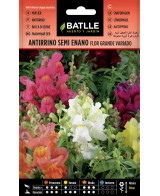 SEMILLA ANTIRRINO ENANO TAPIZ BATLLE