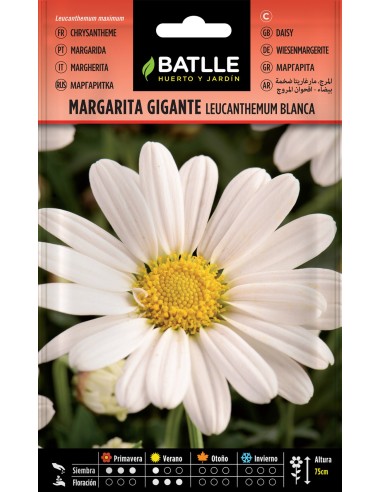 SEMILLAS MARGARITA GIGANTE BATLLE