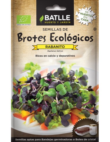 BROTES RABANITO SANGO ECO BATLLE