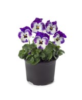 PENSAMIENTO M10.5/11 KM0