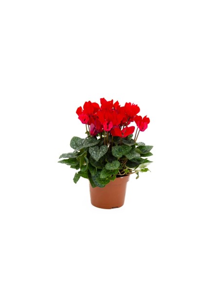 Cyclamen Planta Ornamental Elegante para Interior y Exterior