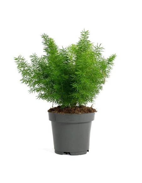 Asparagus Planta Decorativa  Fácil Cuidado y Purificación de Aire | Endanea Garden