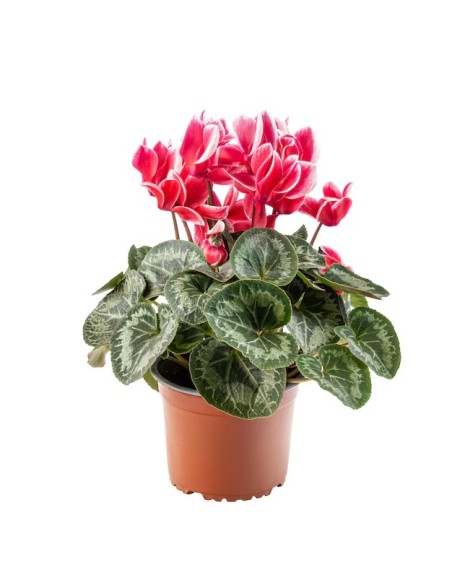 Cyclamen Mix Plantas Ornamentales Flores Vibrantes para Hogar y Jardín