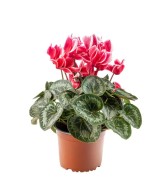 Cyclamen Mix Plantas Ornamentales Flores Vibrantes para Hogar y Jardín