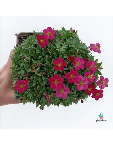 SAXIFRAGA ARENDSII 1L