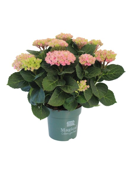 Hydrangea Magical M14  Hortensia de Floración Cambiante para Interior y Exterior