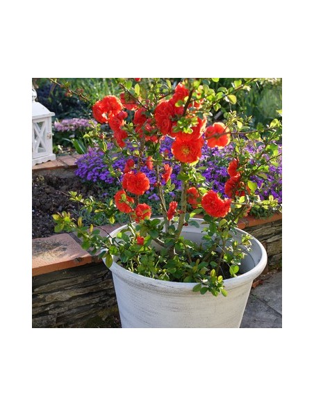 CHAENOMELES SPEC ORANGE STORM
