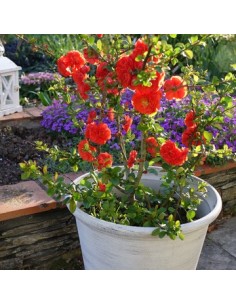 CHAENOMELES SPEC.SCALRLET STORM