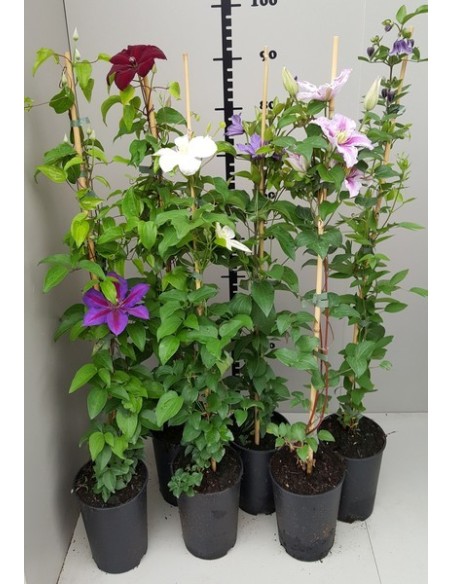 CLEMATIX MIX SHELVES BIG FLOWERS