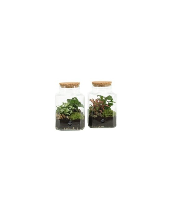 COMPO TERRARIUM 90559 M13
