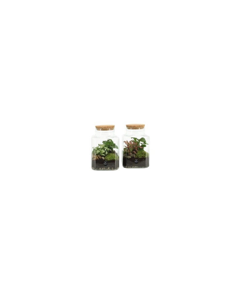 COMPO TERRARIUM 90559 M13
