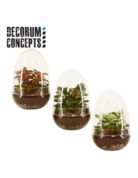 COMPO TERRARIUM EGG