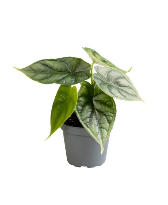 ALOCASIA DRAGON SCALE M12