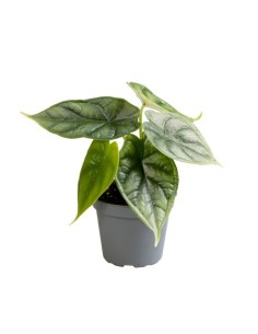 ALOCASIA DRAGON SCALE