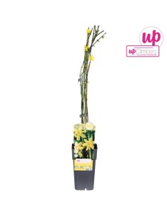 JASMINUM NUDIFLORUM