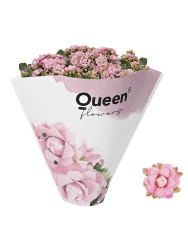 Kalanchoe planta suculenta en varios colores  Fácil cuidado y flores vibrantes

