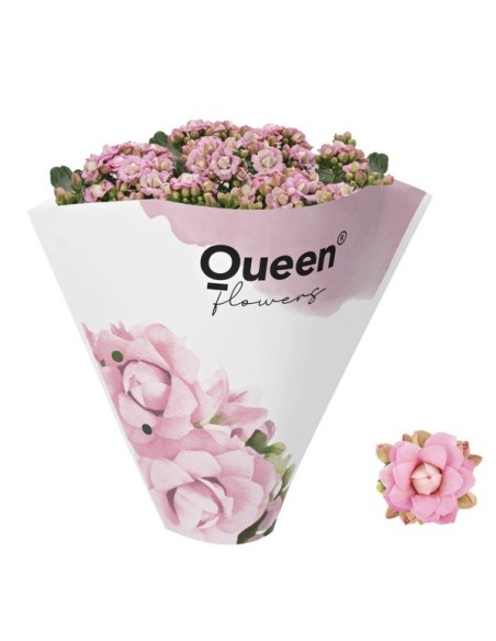 Kalanchoe planta suculenta en varios colores  Fácil cuidado y flores vibrantes

