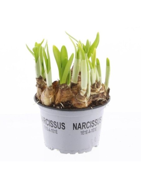 Bulbos Narcissus Tête-à-Tête - Flores Amarillas de Primavera | Endanea Garden

