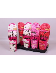 PEONIA LAC LONGLIFE  M14