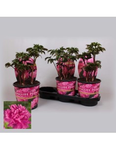 PAEONIA LAC LONGLIFE MIX M21