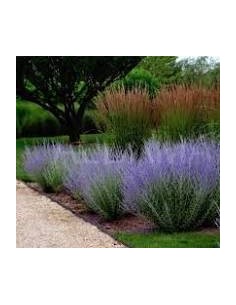 PEROVSKIA ATR BLUE SPIRE