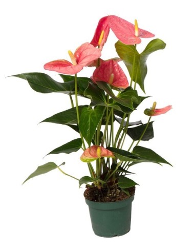 Anthurium Andraeanum Colorado - Planta de interior con flores rojas y purificadora de aire

