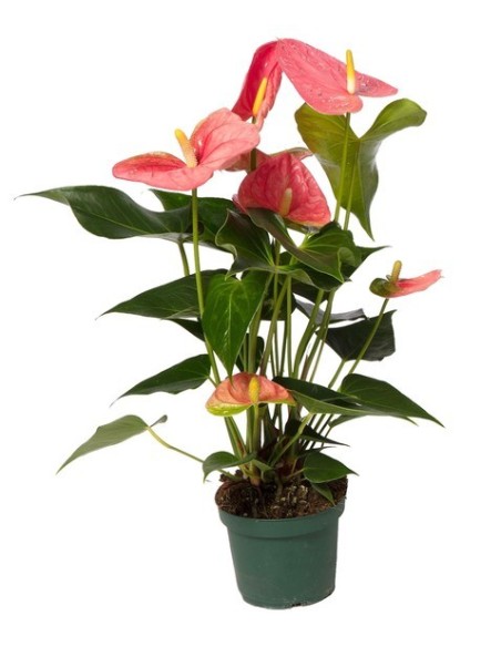 Anthurium Andraeanum Colorado - Planta de interior con flores rojas y purificadora de aire

