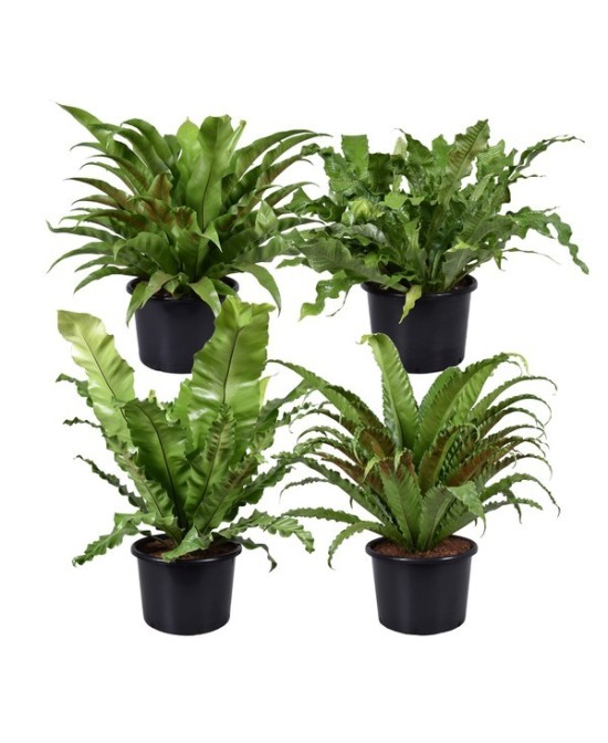 Asplenium Nidus  Helecho Nido de Ave para Interior | Purificador y Decorativo | Endanea Garden

