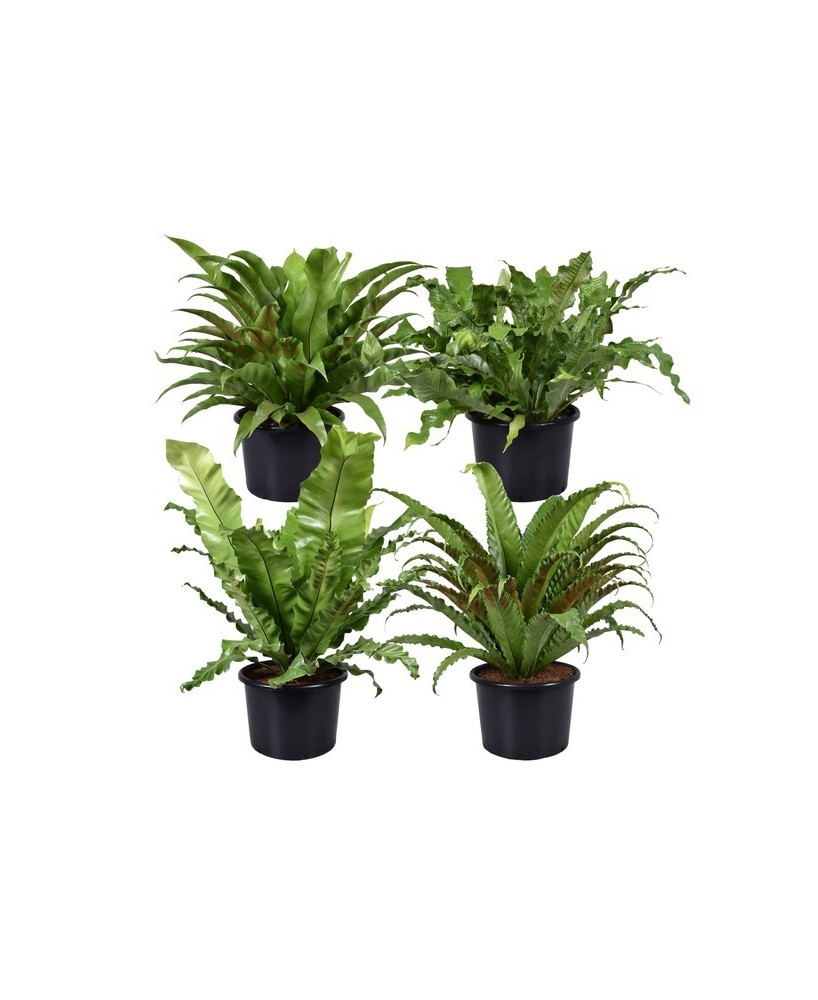 Asplenium Nidus  Helecho Nido de Ave para Interior | Purificador y Decorativo | Endanea Garden

