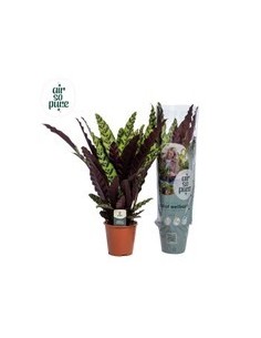 Calathea Lancifolia Planta de Interior Hojas Verdes y Crema