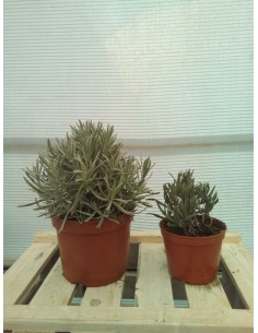 LAVANDA HOLANDESA M14
