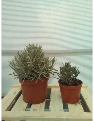 LAVANDA HOLANDESA M14