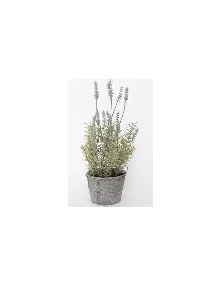 LAVANDULA ANGUSTIFOLIA M16