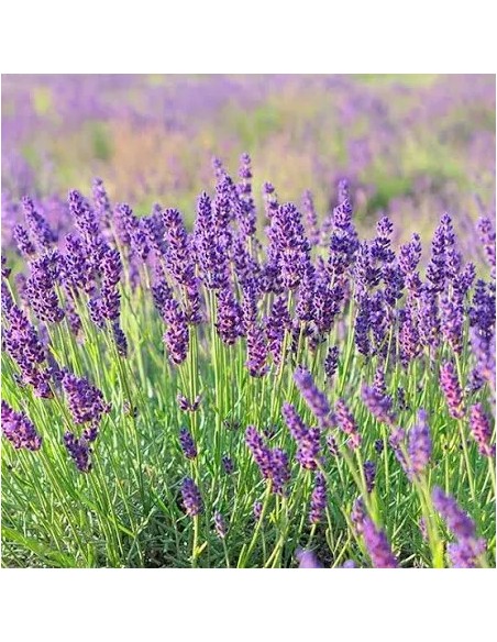 LAVANDULA ANGUSTIFOLIA 10L