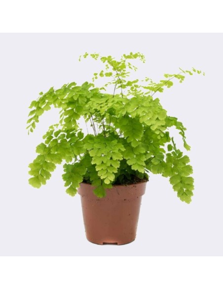 Adiantum Rad Fragrans Air So Pure M12 | Helecho Venus Purificador de Aire