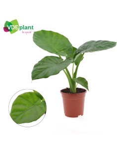 ALOCASIA MACRORHIZA M35